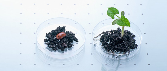 植物提取分離技術(shù)平臺(tái)